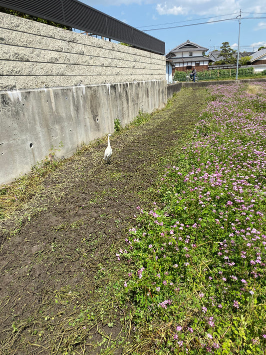 蓮華のすき込み